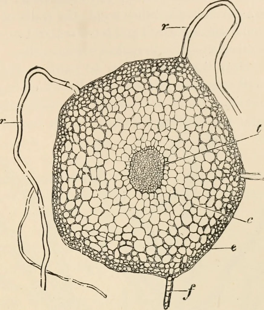 An illustration from Handbook of practical botany for the botanical laboratory and private student, 1908, leaf 266