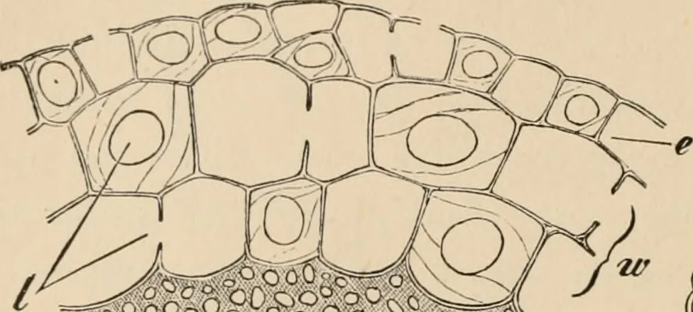An illustration from Handbook of practical botany for the botanical laboratory and private student, 1908, leaf 269