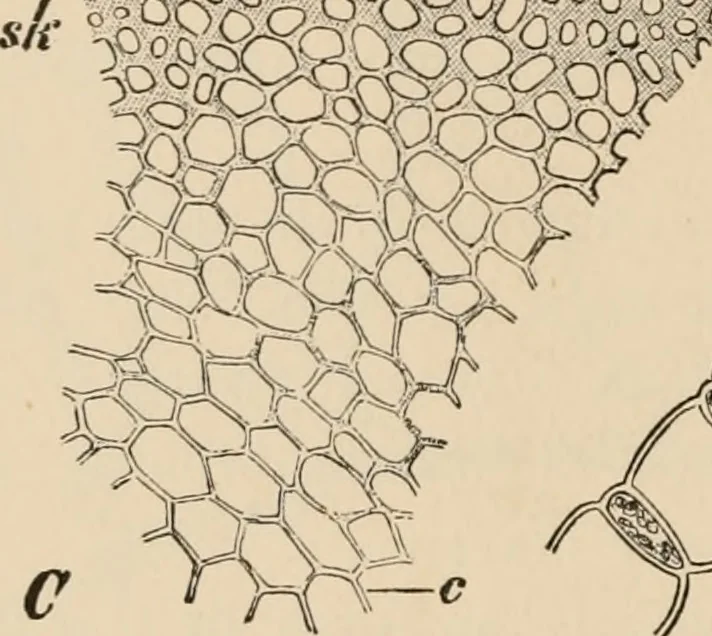 An illustration from Handbook of practical botany for the botanical laboratory and private student, 1908, leaf 269