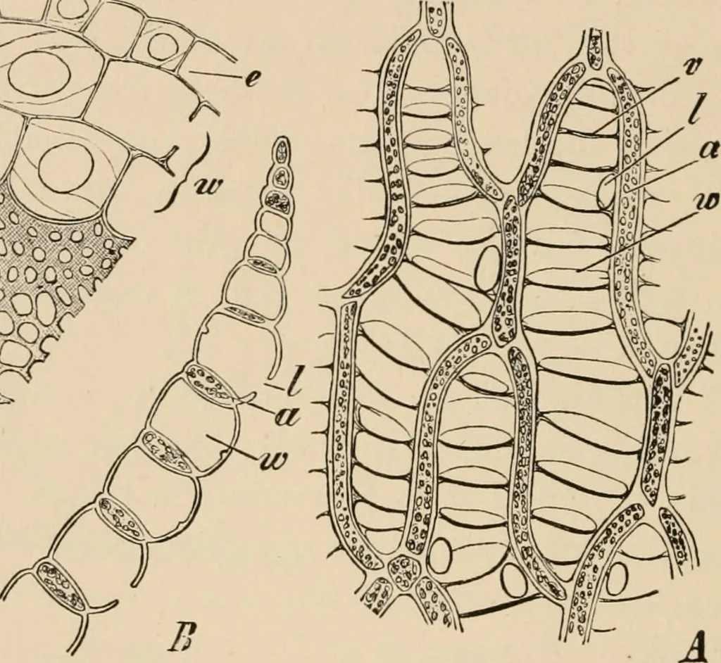 An illustration from Handbook of practical botany for the botanical laboratory and private student, 1908, leaf 269