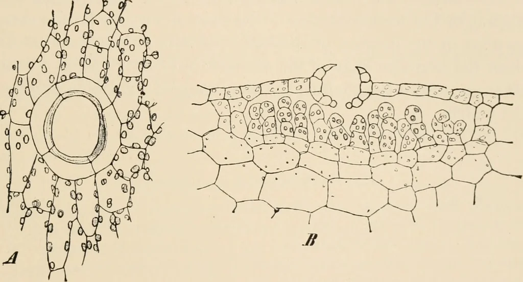 An illustration from Handbook of practical botany for the botanical laboratory and private student, 1908, leaf 272