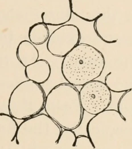 An illustration from Handbook of practical botany for the botanical laboratory and private student, 1908, leaf 276
