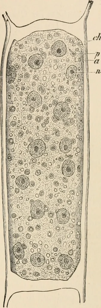An illustration from Handbook of practical botany for the botanical laboratory and private student, 1908, leaf 284