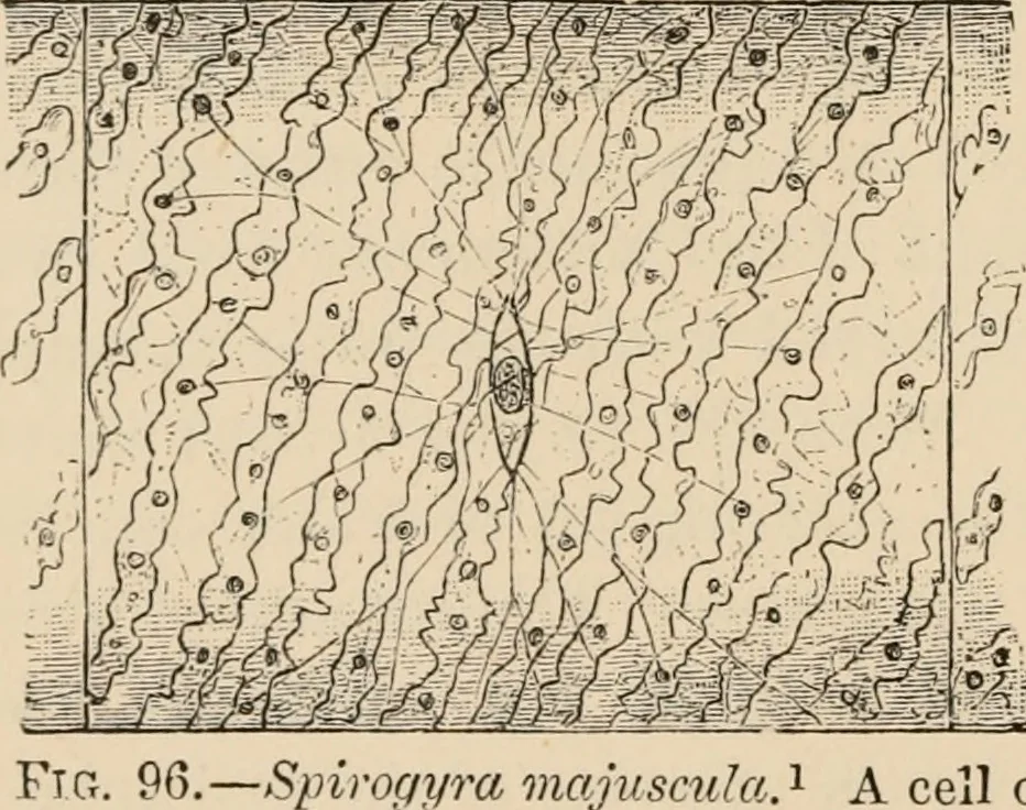 An illustration from Handbook of practical botany for the botanical laboratory and private student, 1908, leaf 289