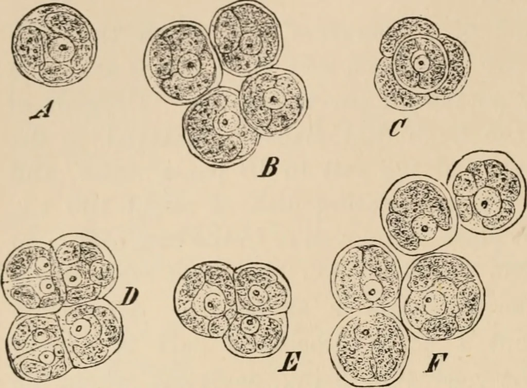 An illustration from Handbook of practical botany for the botanical laboratory and private student, 1908, leaf 297