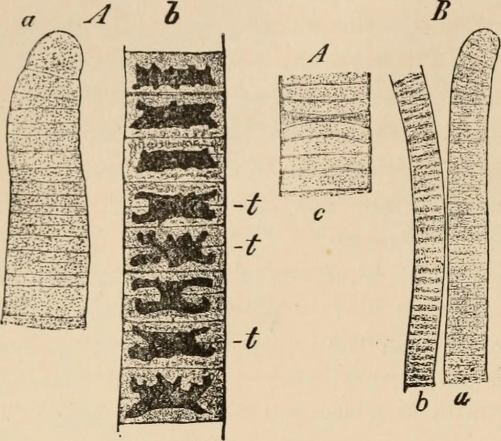 An illustration from Handbook of practical botany for the botanical laboratory and private student, 1908, leaf 299