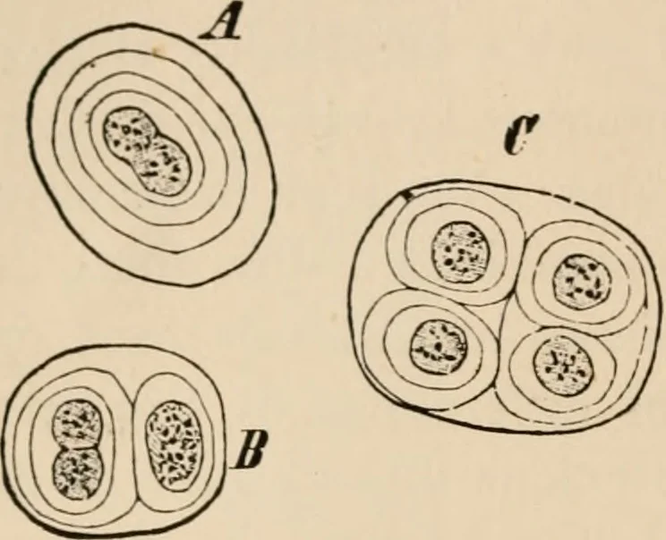 An illustration from Handbook of practical botany for the botanical laboratory and private student, 1908, leaf 301