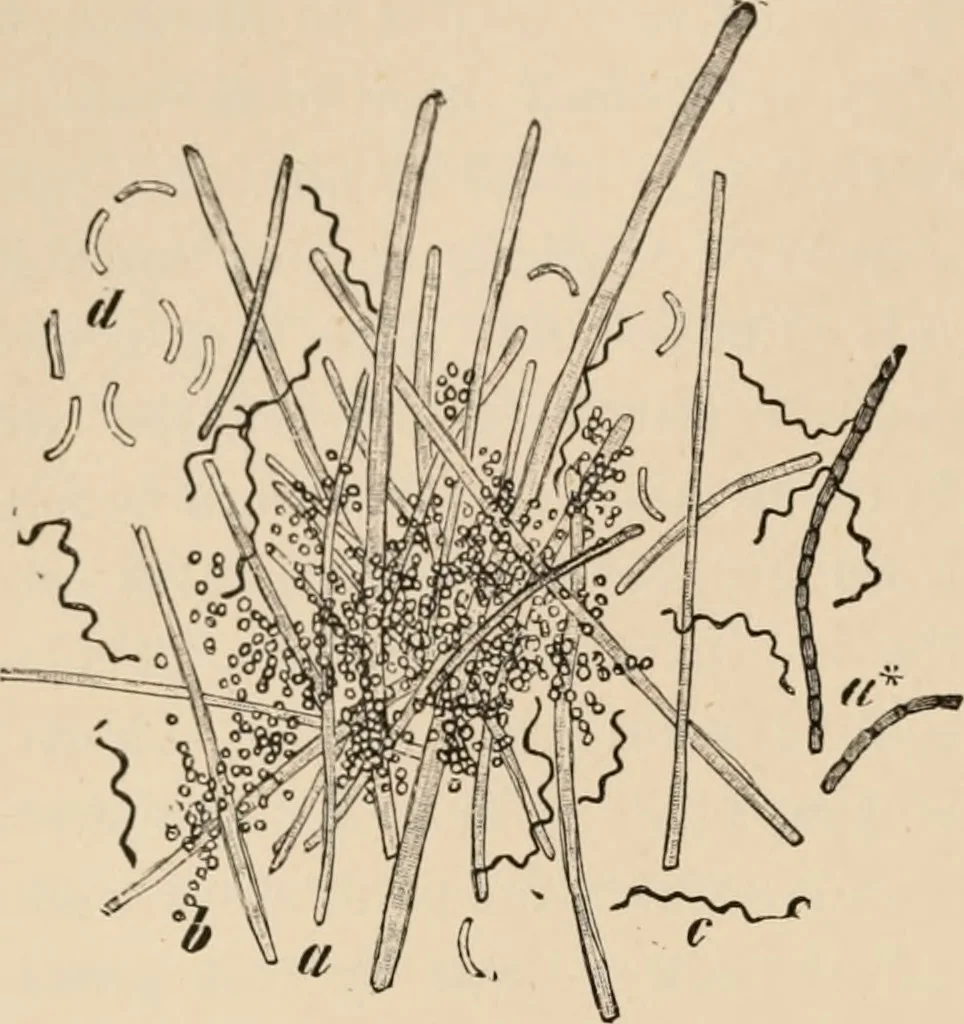 An illustration from Handbook of practical botany for the botanical laboratory and private student, 1908, leaf 313