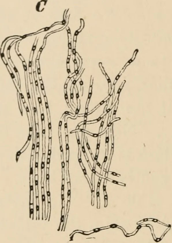 An illustration from Handbook of practical botany for the botanical laboratory and private student, 1908, leaf 315