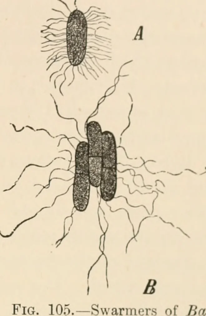 An illustration from Handbook of practical botany for the botanical laboratory and private student, 1908, leaf 318