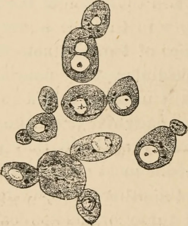 An illustration from Handbook of practical botany for the botanical laboratory and private student, 1908, leaf 325