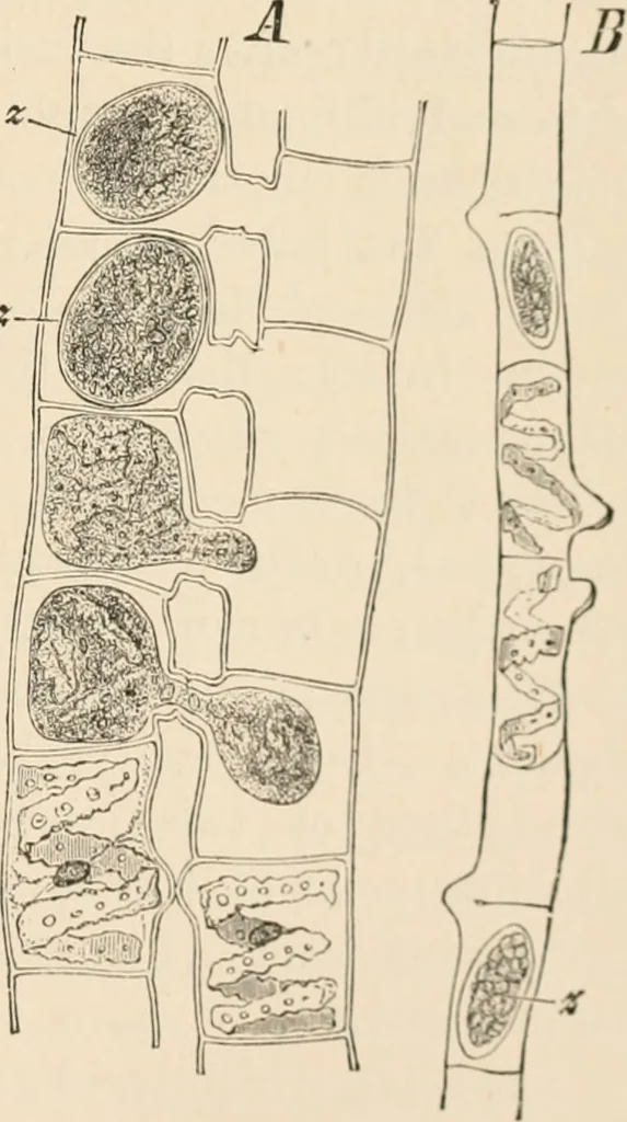 An illustration from Handbook of practical botany for the botanical laboratory and private student, 1908, leaf 328