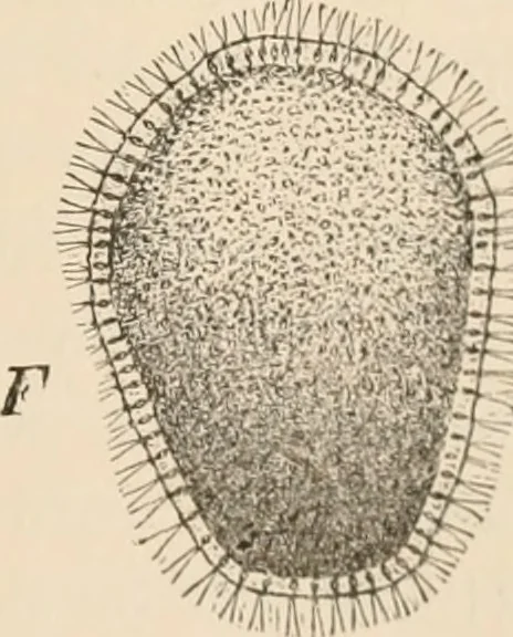 An illustration from Handbook of practical botany for the botanical laboratory and private student, 1908, leaf 332