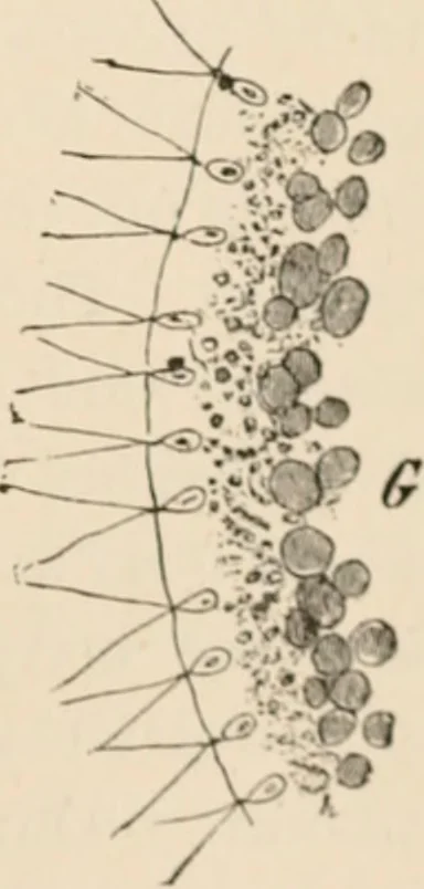 An illustration from Handbook of practical botany for the botanical laboratory and private student, 1908, leaf 332