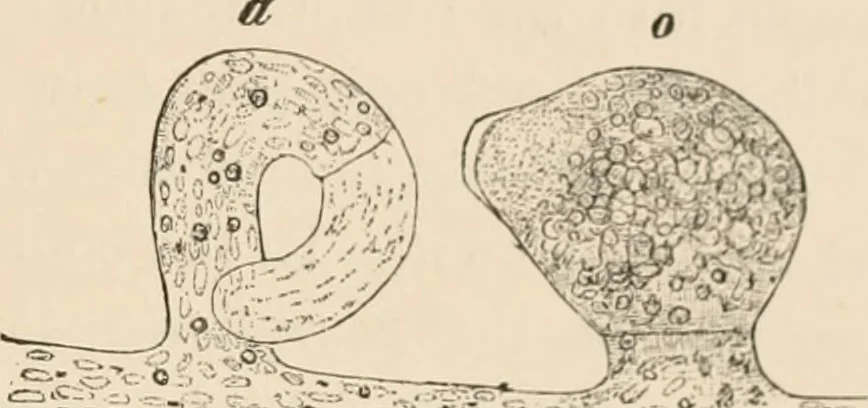 An illustration from Handbook of practical botany for the botanical laboratory and private student, 1908, leaf 334