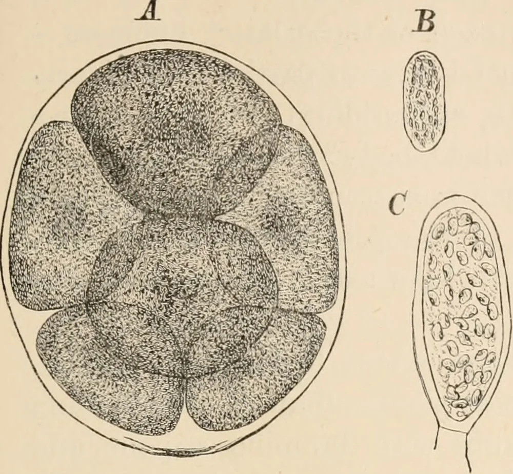An illustration from Handbook of practical botany for the botanical laboratory and private student, 1908, leaf 338