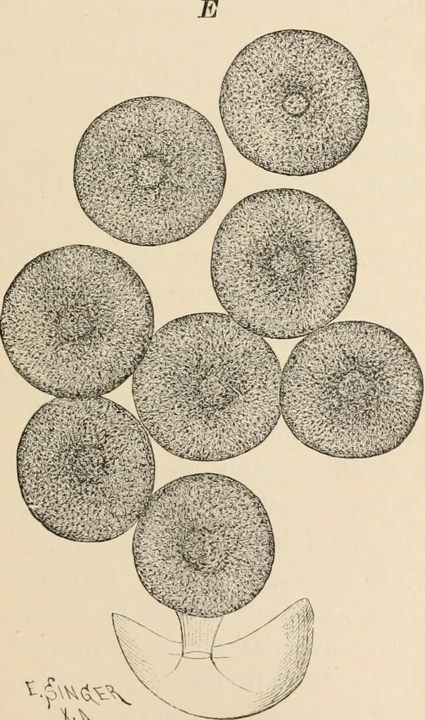 An illustration from Handbook of practical botany for the botanical laboratory and private student, 1908, leaf 338