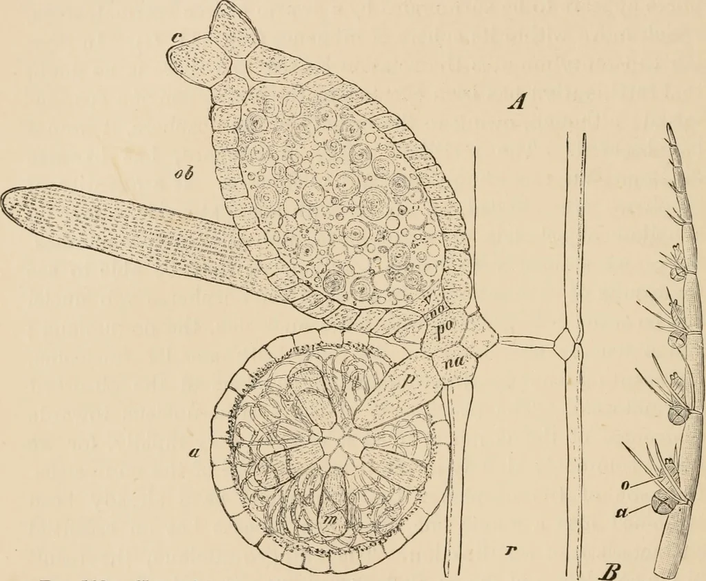 An illustration from Handbook of practical botany for the botanical laboratory and private student, 1908, leaf 343