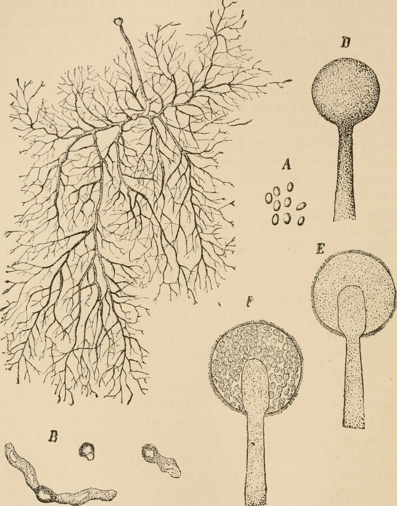 An illustration from Handbook of practical botany for the botanical laboratory and private student, 1908, leaf 351
