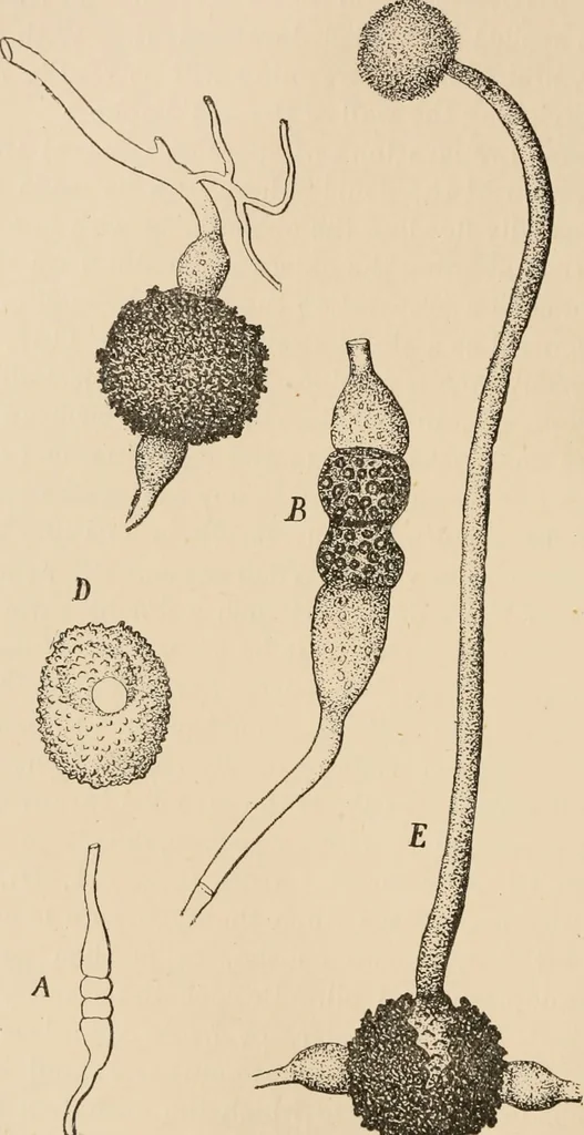 An illustration from Handbook of practical botany for the botanical laboratory and private student, 1908, leaf 353