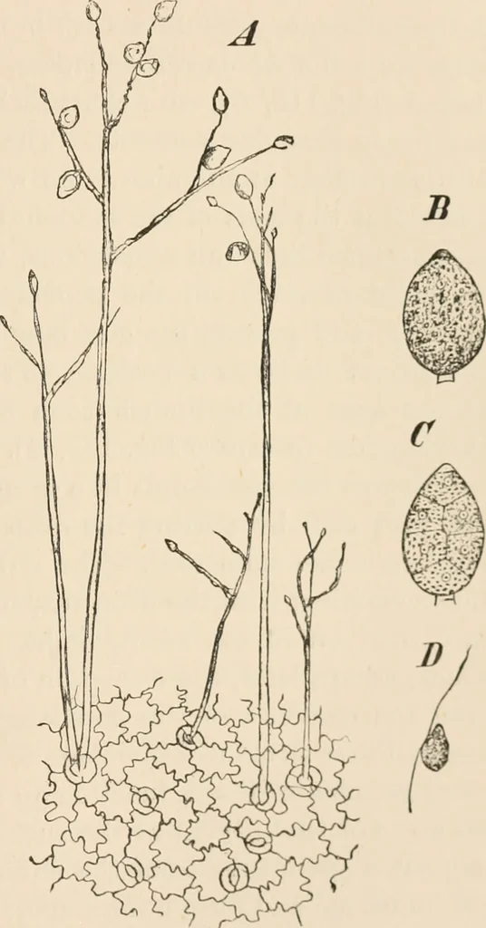An illustration from Handbook of practical botany for the botanical laboratory and private student, 1908, leaf 356