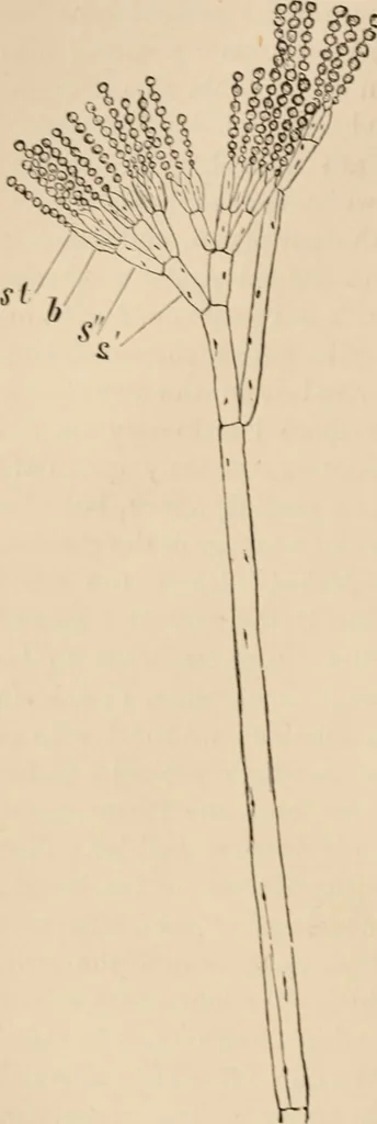 An illustration from Handbook of practical botany for the botanical laboratory and private student, 1908, leaf 361