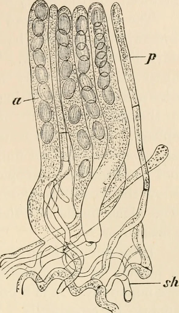 An illustration from Handbook of practical botany for the botanical laboratory and private student, 1908, leaf 364