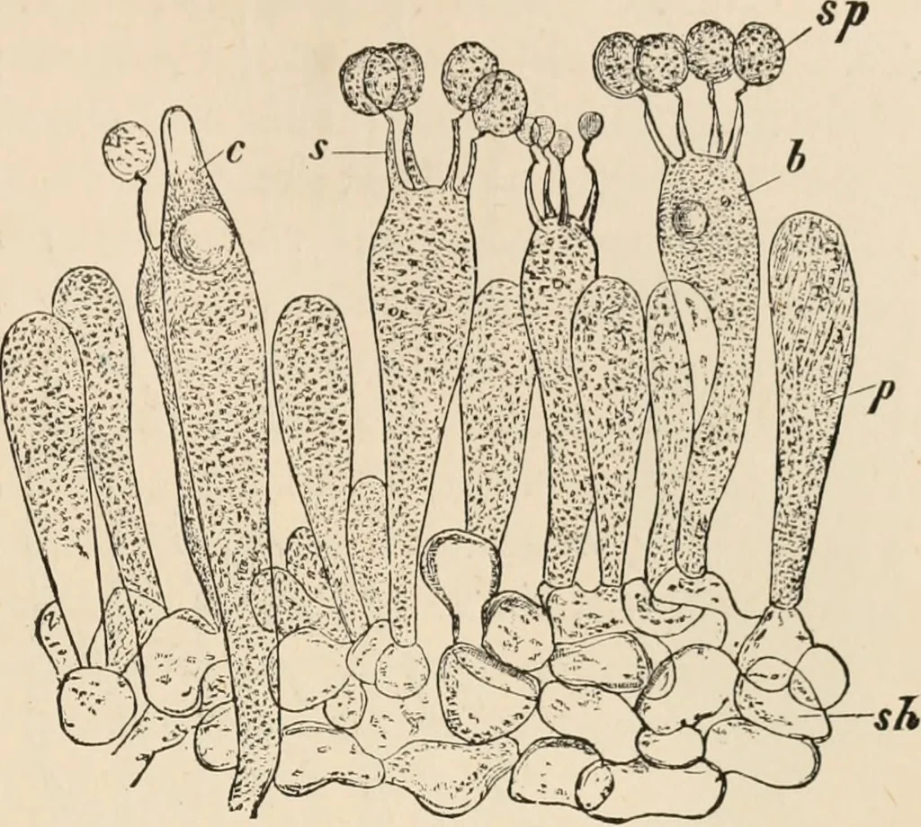 An illustration from Handbook of practical botany for the botanical laboratory and private student, 1908, leaf 372