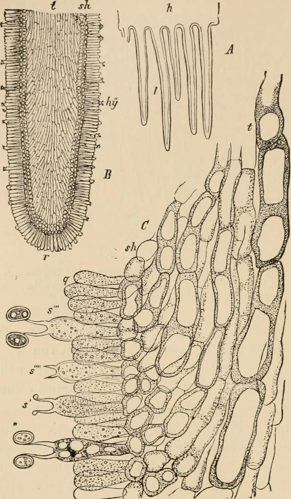 An illustration from Handbook of practical botany for the botanical laboratory and private student, 1908, leaf 373