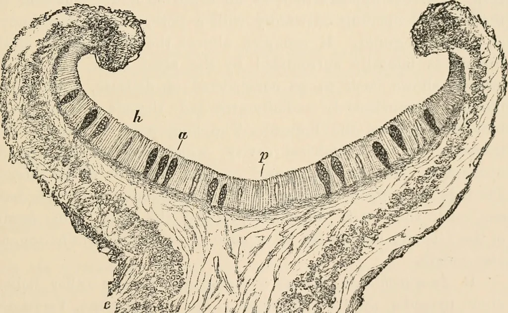 An illustration from Handbook of practical botany for the botanical laboratory and private student, 1908, leaf 374