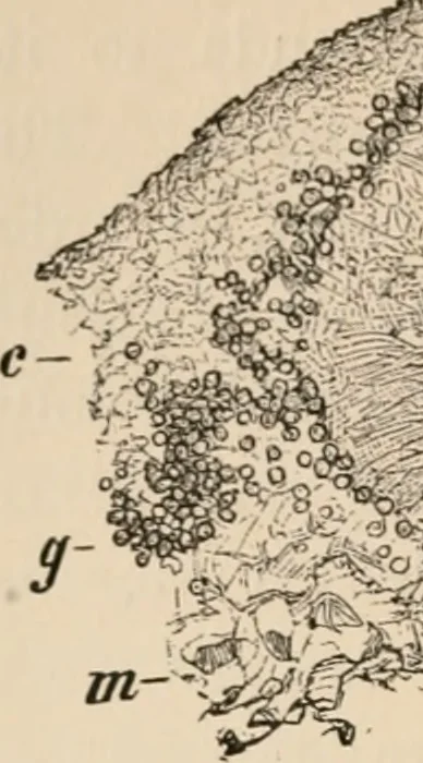 An illustration from Handbook of practical botany for the botanical laboratory and private student, 1908, leaf 375