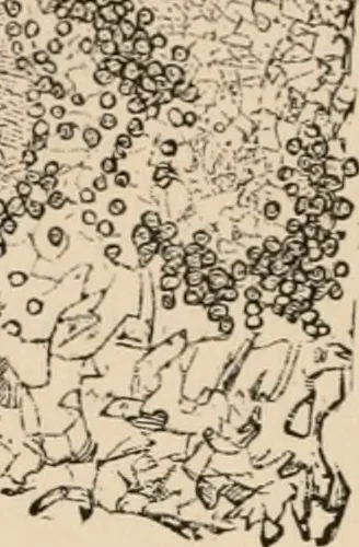 An illustration from Handbook of practical botany for the botanical laboratory and private student, 1908, leaf 375