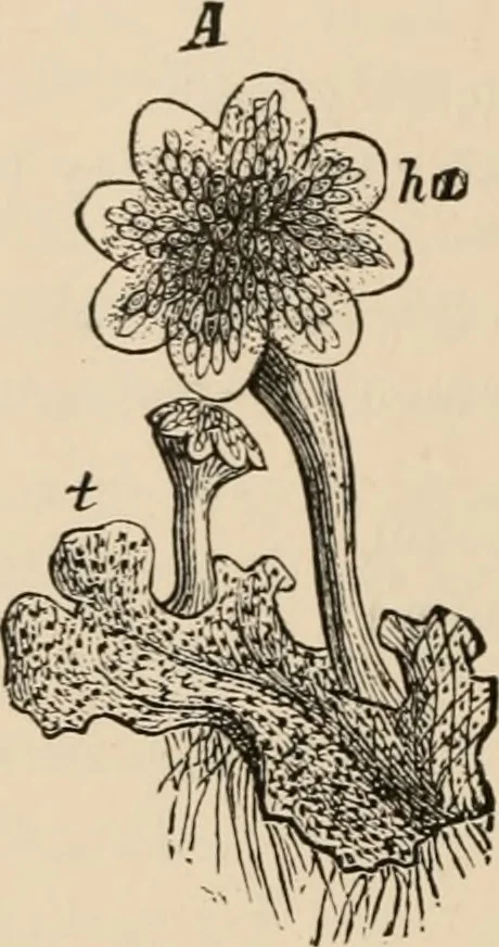 An illustration from Handbook of practical botany for the botanical laboratory and private student, 1908, leaf 377