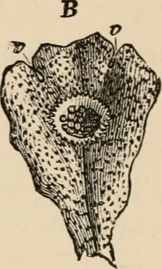 An illustration from Handbook of practical botany for the botanical laboratory and private student, 1908, leaf 377