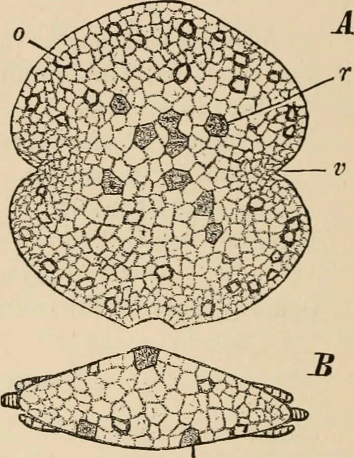 An illustration from Handbook of practical botany for the botanical laboratory and private student, 1908, leaf 377