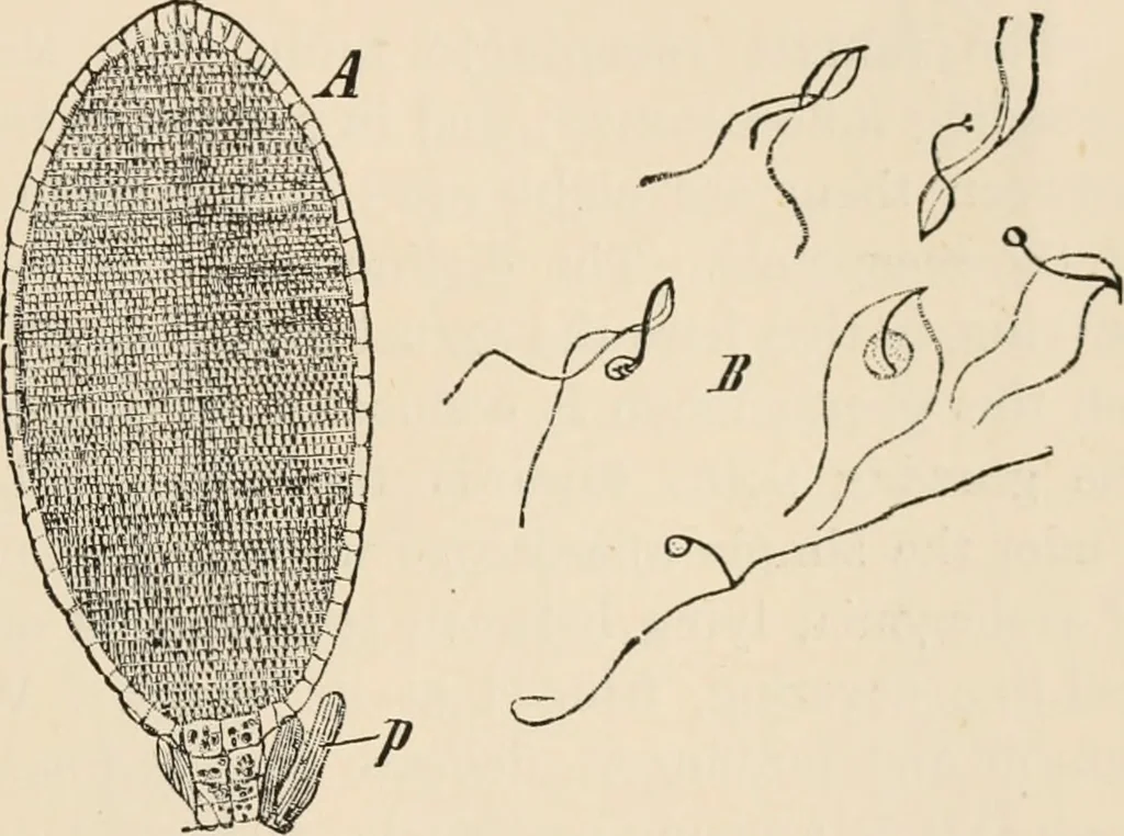 An illustration from Handbook of practical botany for the botanical laboratory and private student, 1908, leaf 378