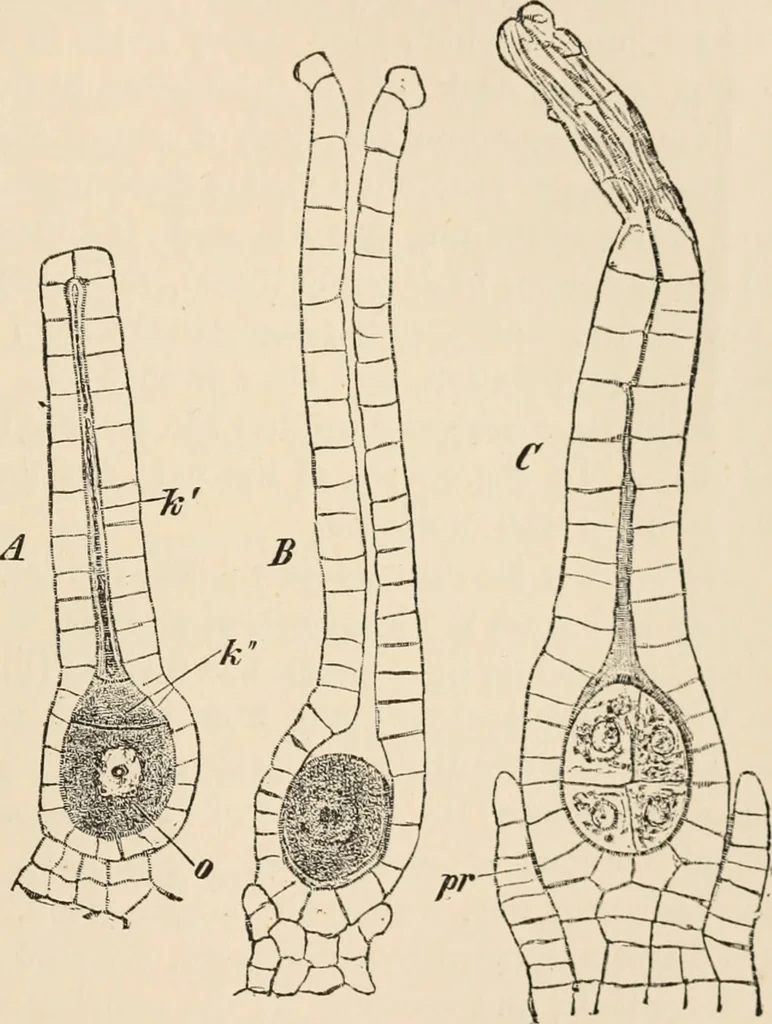 An illustration from Handbook of practical botany for the botanical laboratory and private student, 1908, leaf 380