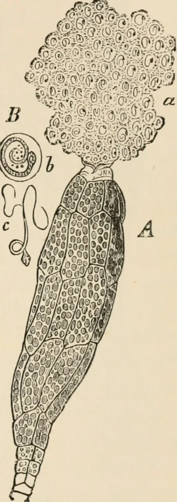 An illustration from Handbook of practical botany for the botanical laboratory and private student, 1908, leaf 384