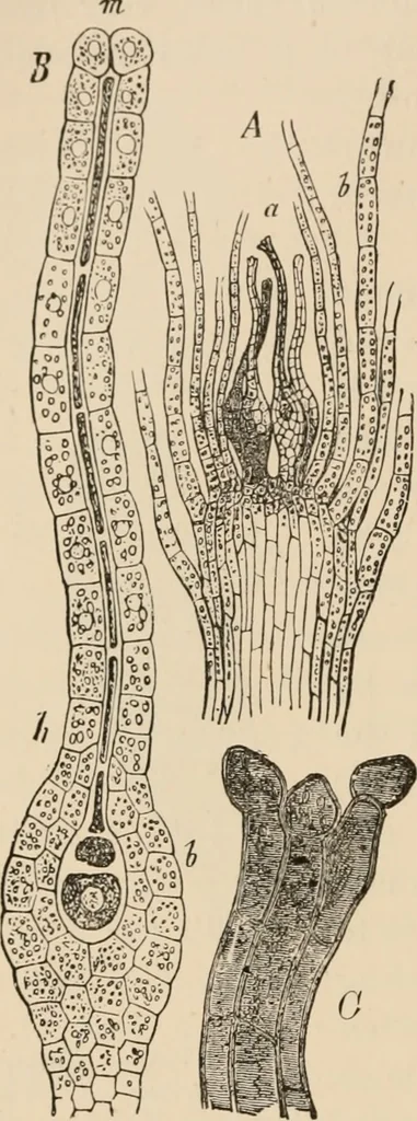 An illustration from Handbook of practical botany for the botanical laboratory and private student, 1908, leaf 385