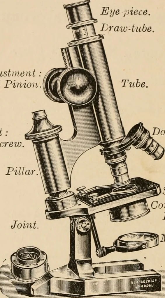 An illustration from Handbook of practical botany for the botanical laboratory and private student, 1908, leaf 39
