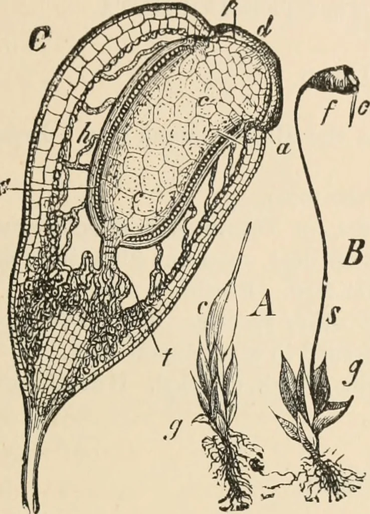 An illustration from Handbook of practical botany for the botanical laboratory and private student, 1908, leaf 390