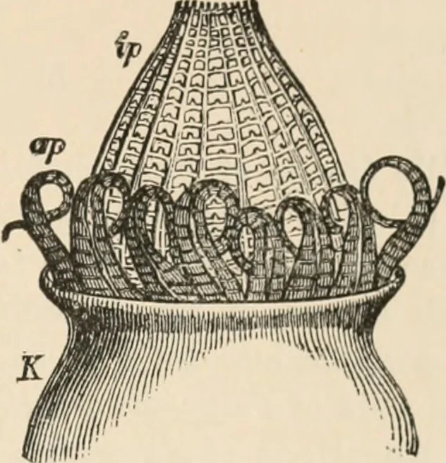 An illustration from Handbook of practical botany for the botanical laboratory and private student, 1908, leaf 390