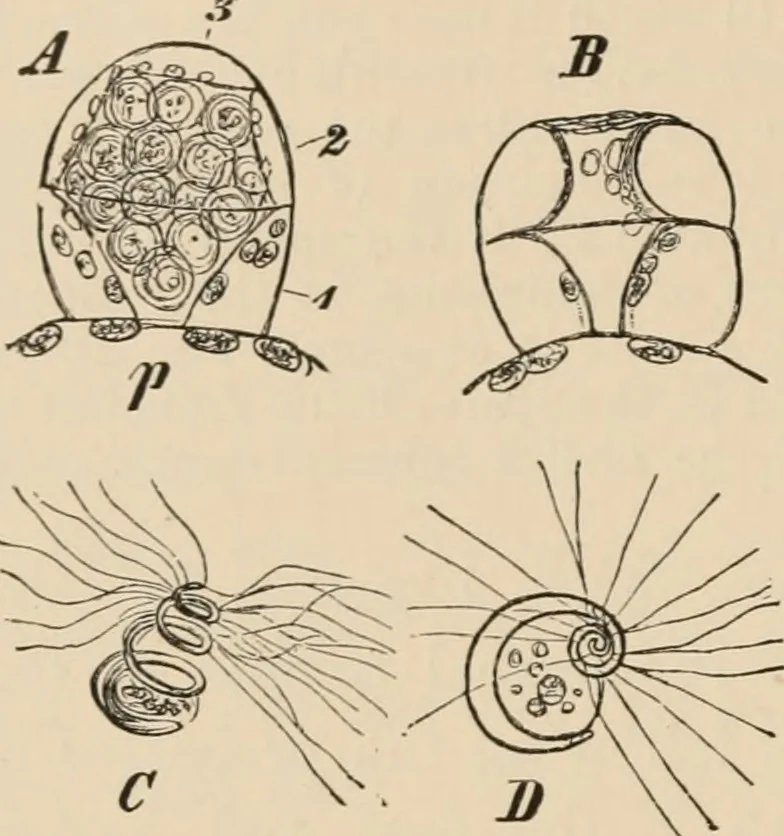 An illustration from Handbook of practical botany for the botanical laboratory and private student, 1908, leaf 395