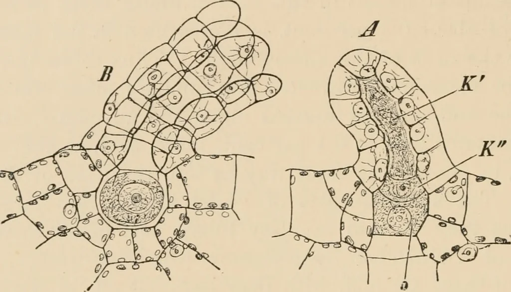 An illustration from Handbook of practical botany for the botanical laboratory and private student, 1908, leaf 399