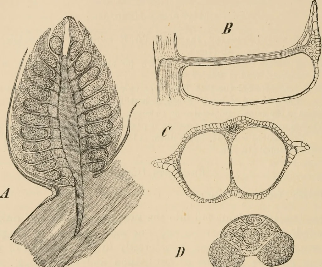An illustration from Handbook of practical botany for the botanical laboratory and private student, 1908, leaf 405