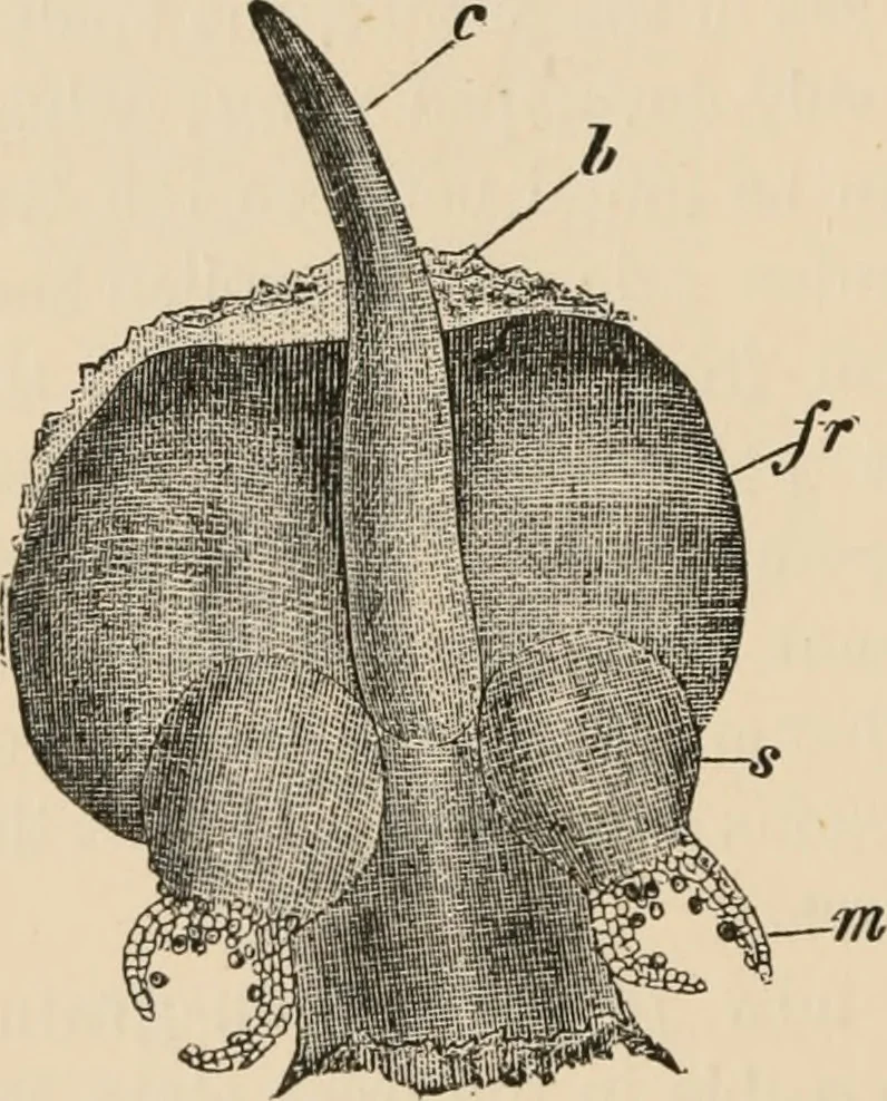 An illustration from Handbook of practical botany for the botanical laboratory and private student, 1908, leaf 407