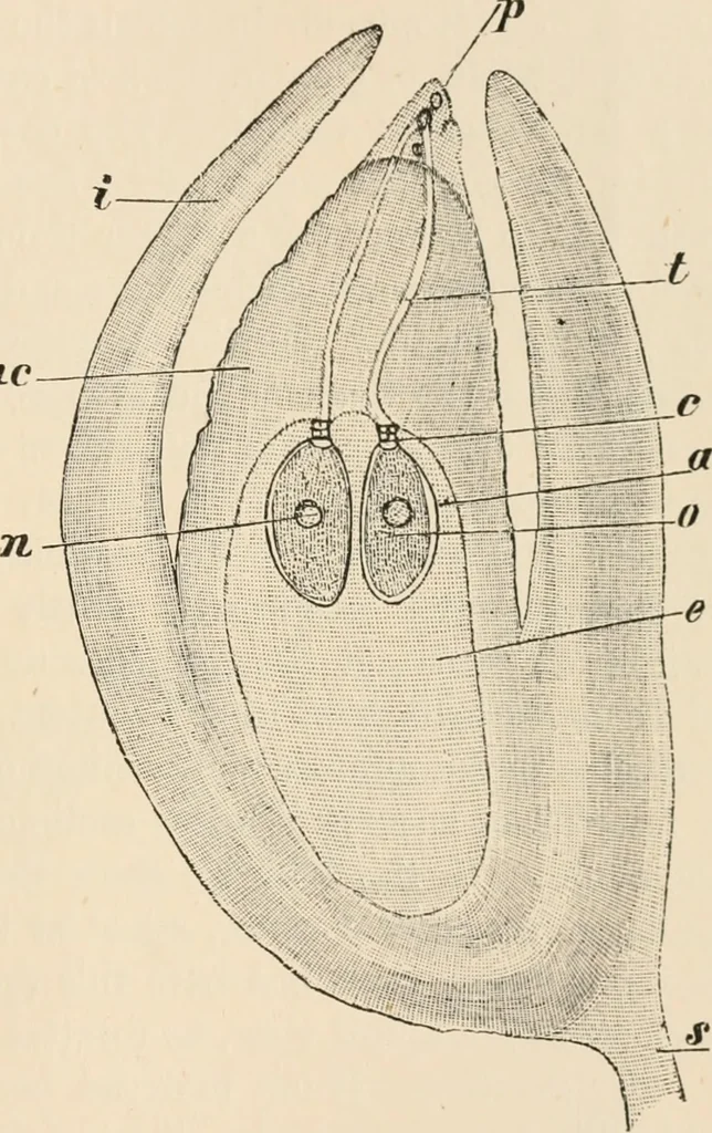 An illustration from Handbook of practical botany for the botanical laboratory and private student, 1908, leaf 410