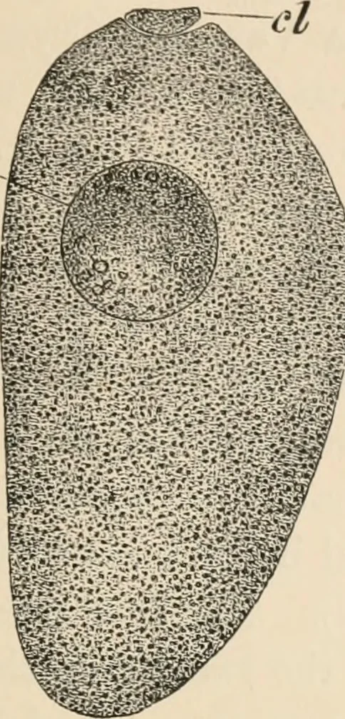 An illustration from Handbook of practical botany for the botanical laboratory and private student, 1908, leaf 412
