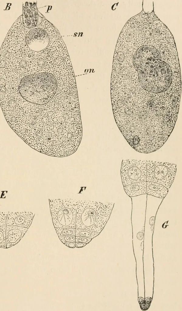 An illustration from Handbook of practical botany for the botanical laboratory and private student, 1908, leaf 412