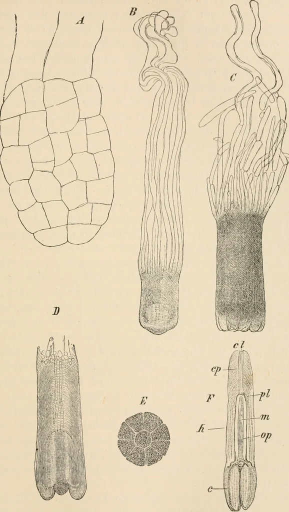 An illustration from Handbook of practical botany for the botanical laboratory and private student, 1908, leaf 414
